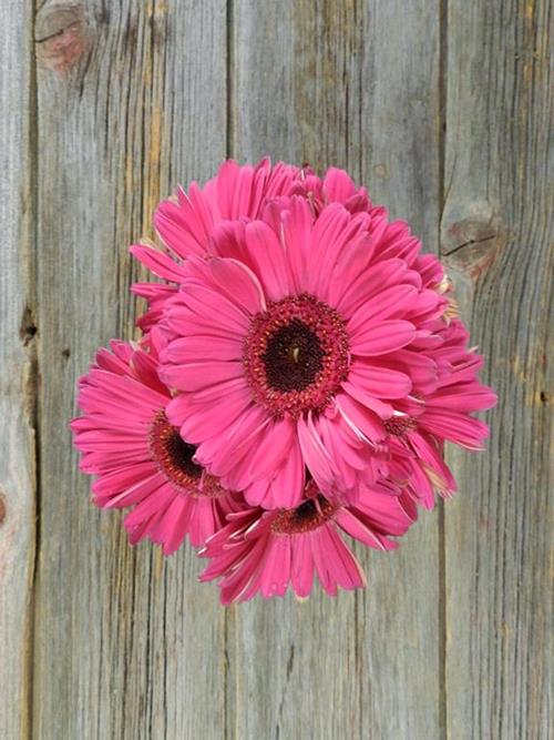  HOT PINK GERBERAS